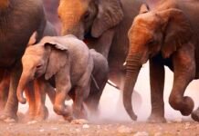 25 Big Differences Between River & Ocean Cruises